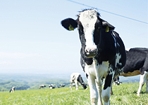 ワタミ株式会社