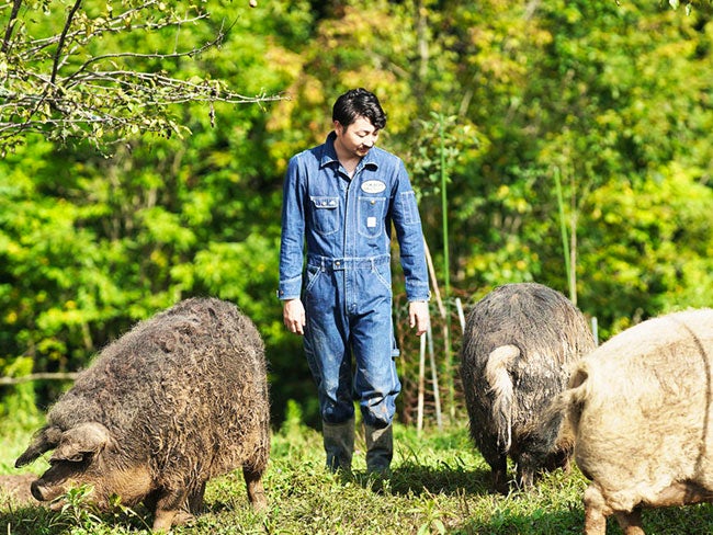 当社では「ハンガリーの食べられる国宝」と称されるマンガリッツァ豚を、2016年にアジア圏で初めて輸入に成功。マンガリッツァファームは、他にはない「放牧スタイル」の養豚牧場です。