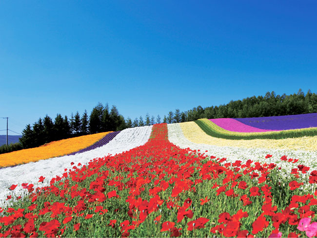 ファーム富田を代表する「彩りの畑」
7月に満開をむかえる花畑は絶景！働く人・訪れる方に感動を与えます。
勤務は10月までなので、冬期間は他のお仕事をしたり旅行を楽しんだりと、好きなことに時間を使えます。