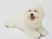 ホテル エルラーゴ フロント兼ベッドメイクスタッフのアルバイト バイト パートの求人情報 アルキタ ホテル エルラーゴ フロント兼ベッドメイクスタッフのアルバイト バイト パートの求人情報 アルキタ