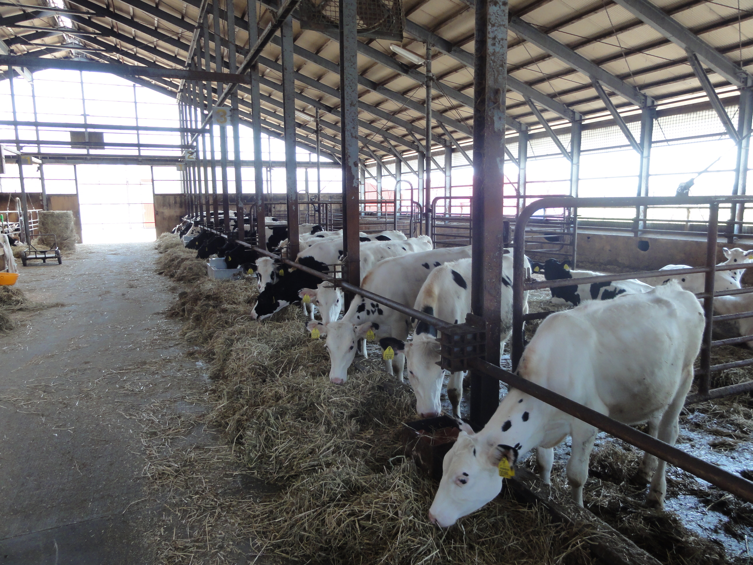 子牛を含め約850頭の牛を育てています。搾乳している牛が550頭ほど。大規模酪農は牛100頭以上といわれていますので、規模は相当大きいといえます。