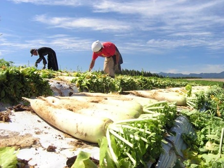 株式会社アグリプラン