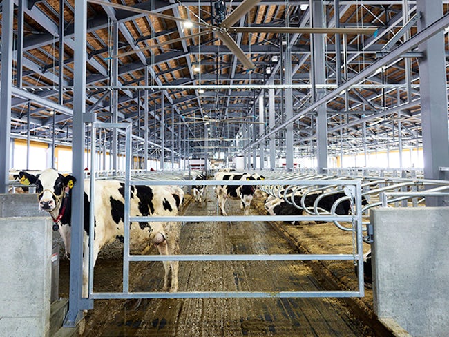 1000ヘクタールを超える広大な敷地と、最先端の機械を導入したハイテク牛舎が特徴のメガファーム。
現在約5000頭の牛を100名(男女比率7:3)のスタッフで飼育しており、出荷乳量は北海道内トップクラスを誇ります。