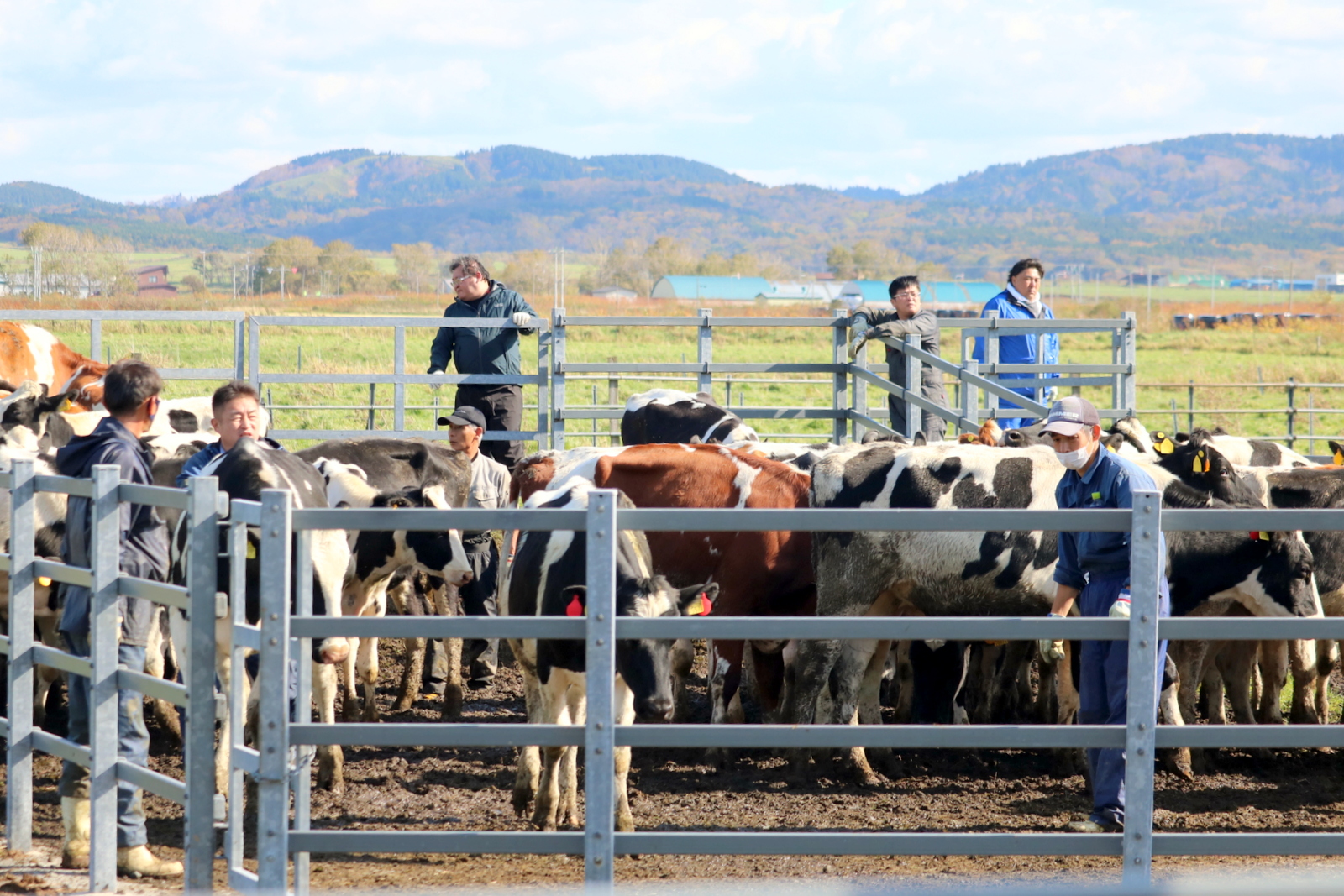 柵のそばに集まる牛たちと、それを見守る人々。酪農の営みを感じさせる日常の風景です。人と牛が近い距離で共存する様子が伝わります。
