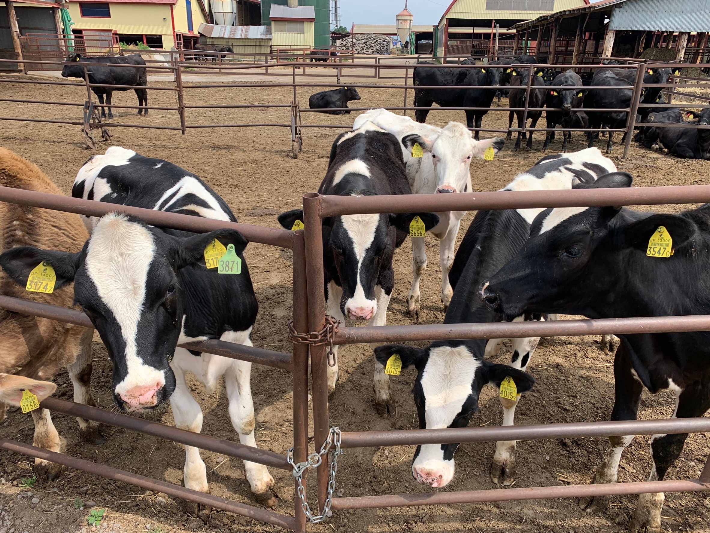 有限会社 松山牧場
