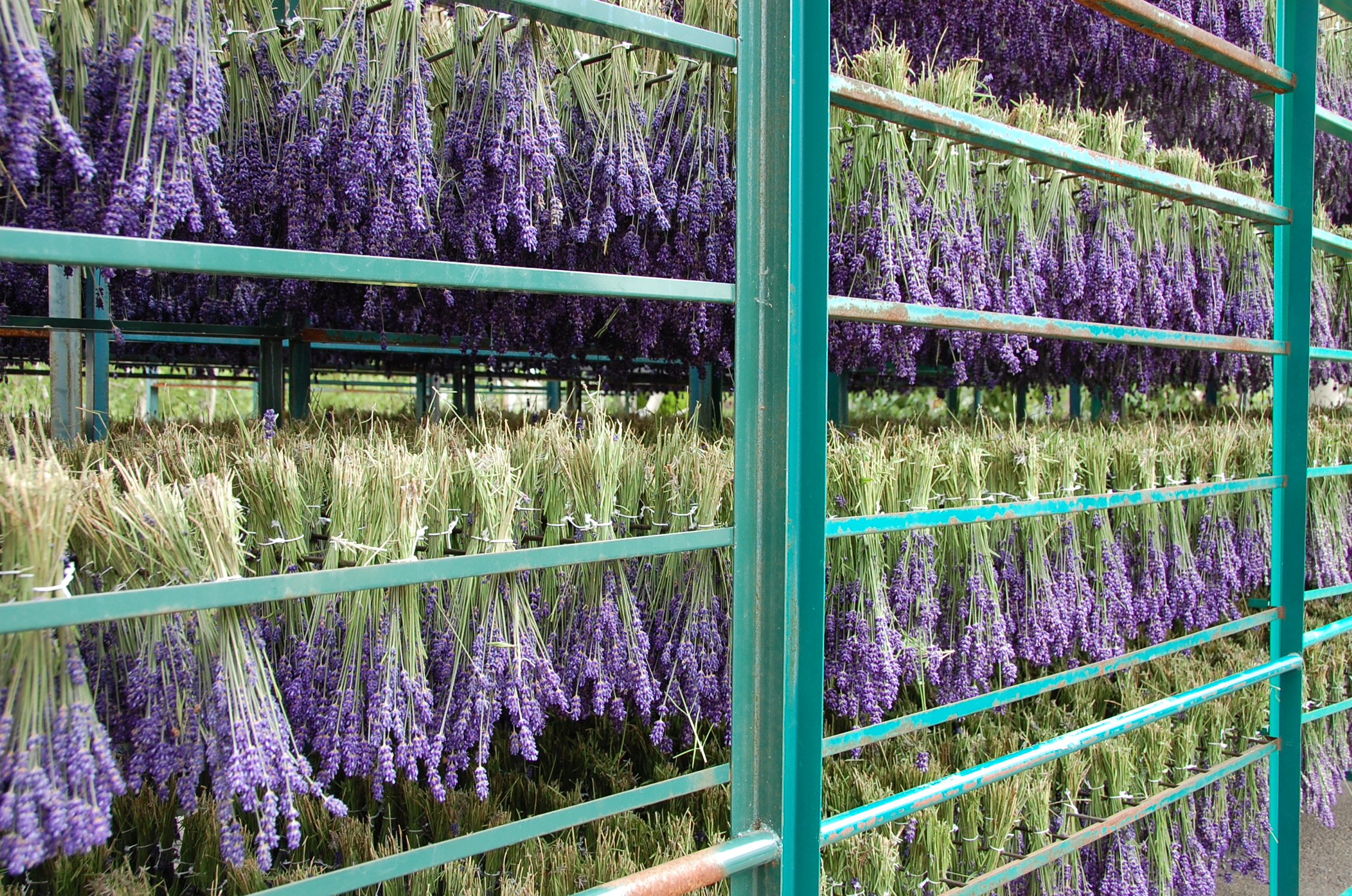 刈り取ったラベンダーは、ドライフラワーへ。