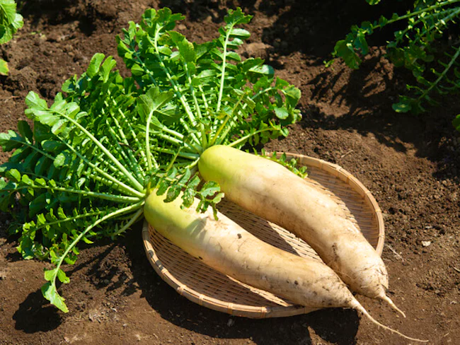 全圃場を土壌分析を行い、圃場ごとに栄養の補給量を変えミネラルと苦土・カリ及び苦土・カルシュム比のバランス等を整え、土壌中の微生物の活性を良くします。