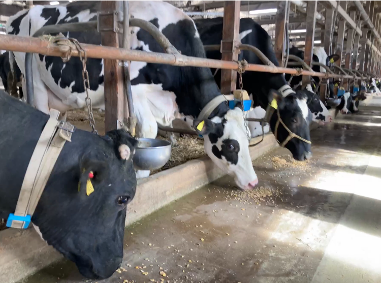 オーガニックの生乳専門のファームのため、牛の飼料は専門の業者から買っているので、畑仕事がありません。これはスタッフにとって、作業の負担が相当に軽減されるので、大きなメリットです。