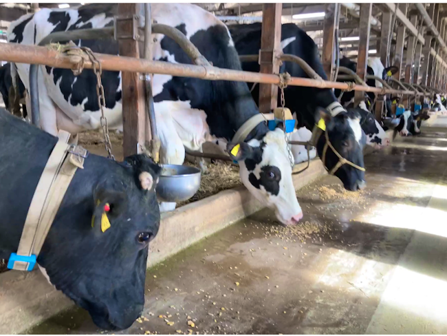 オーガニックの生乳専門のファームのため、牛の飼料は専門の業者から買っているので、畑仕事がありません。これはスタッフにとって、作業の負担が相当に軽減されるので、大きなメリットです。