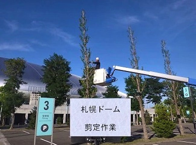 札幌ドームの剪定作業も行っております。
