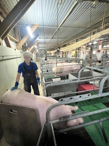【豚の移動風景】洗浄・消毒が終わり、綺麗になった豚舎に豚を移動させます。