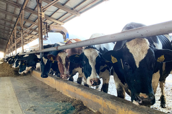 有限会社 田口畜産 田口牧場