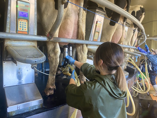 搾乳の他、エサのお世話、牛舎の掃除、水飲み場の清掃、病気の治療、設備の保全などお仕事はいろいろです。