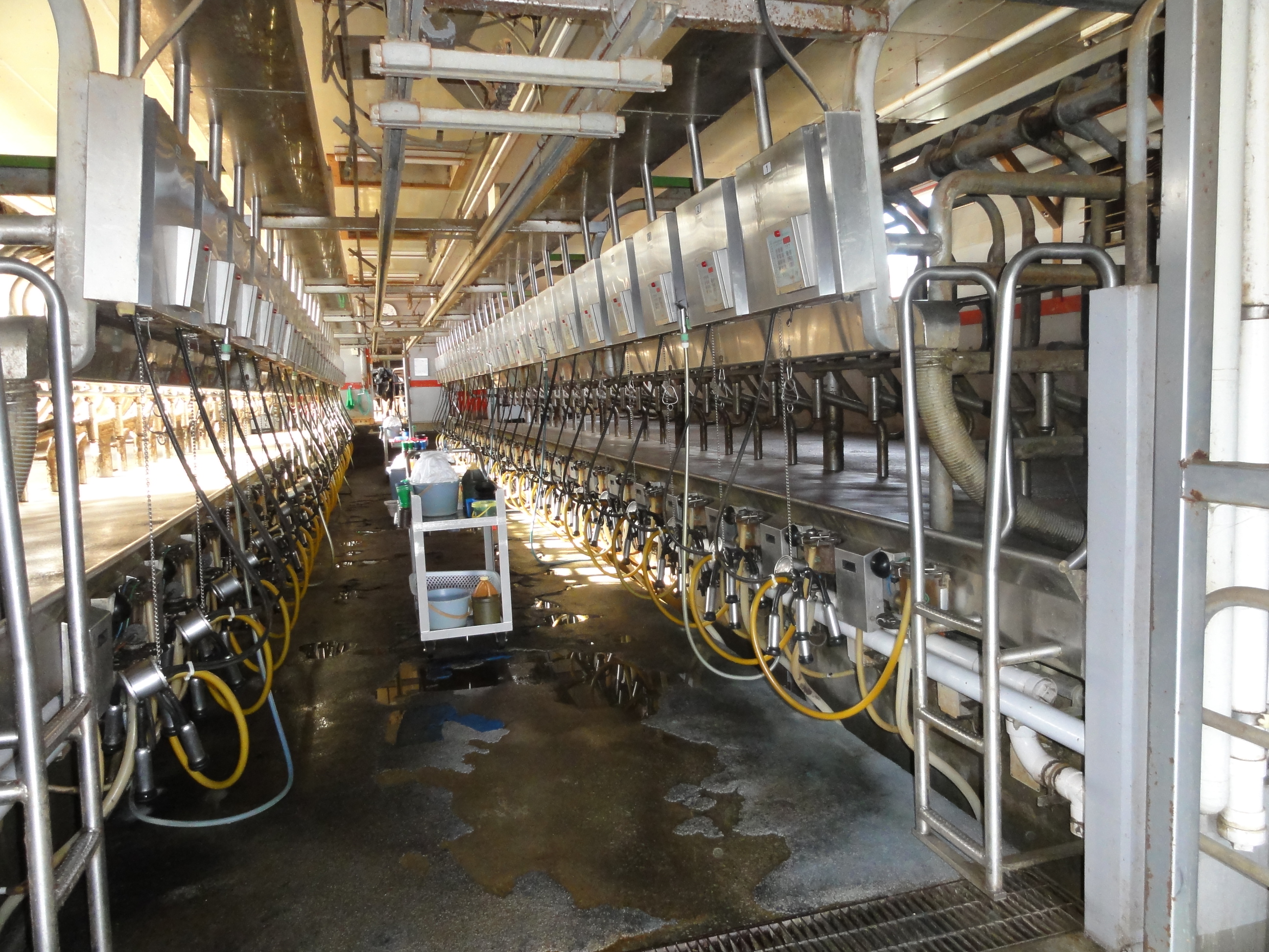 機械化された労働環境なので、負担が少なく業務に携わる事ができます。わからない事を一人でやらせる事はしないので、コミニュケーションをとりながら、心穏やかに愛情を持って牛とふれあって欲しいと思います。