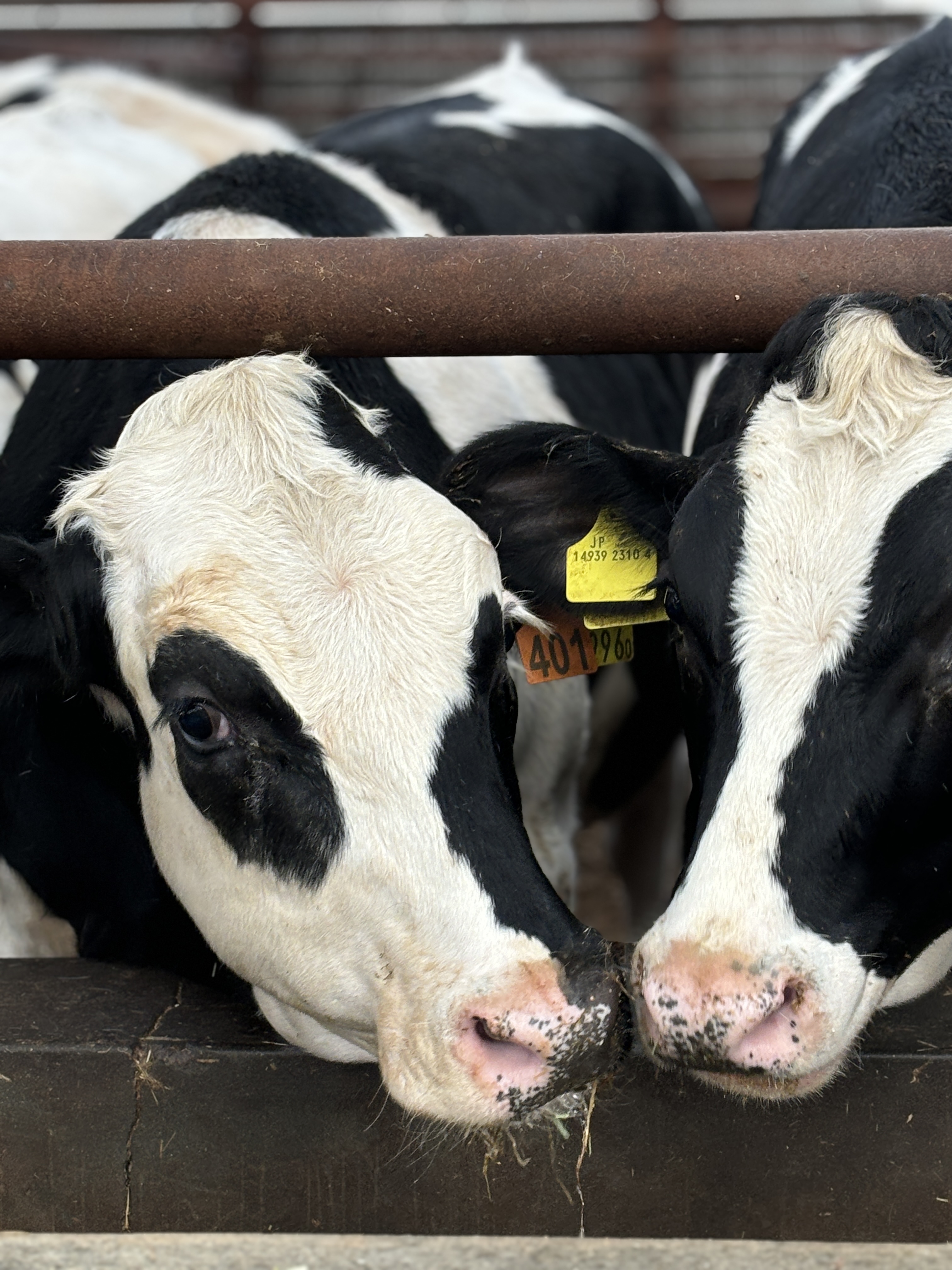 質の高い肉牛を育てるには肥育期間がとても大切。ささいな変化を見極める知識と対応力が求められますが、同時に手を掛ければ掛けるほど結果がついてくる｢育てる楽しみ｣を実感できるやりがいのあるお仕事です。