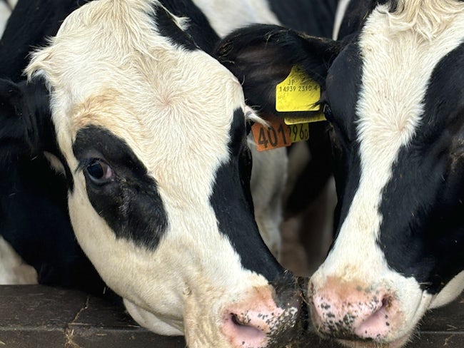 質の高い肉牛を育てるには肥育期間がとても大切。ささいな変化を見極める知識と対応力が求められますが、同時に手を掛ければ掛けるほど結果がついてくる「育てる楽しみ」を実感できるやりがいのあるお仕事です。