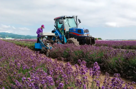 オイルなどになる生産用のラベンダーを、トラクターに取り付けた機械で刈り取っていきます。