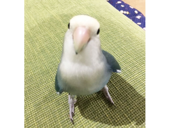 事務所では鳥を飼っています♪