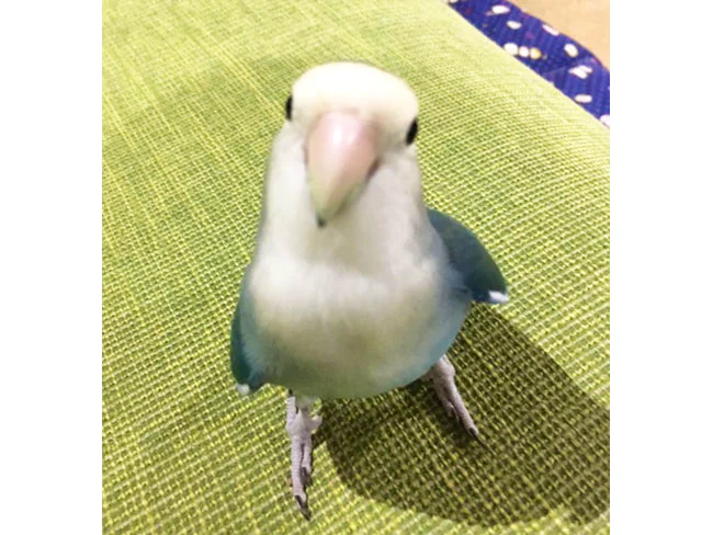 事務所では鳥を飼っています♪