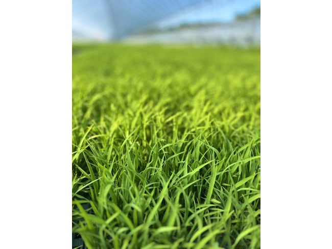 夏の様子