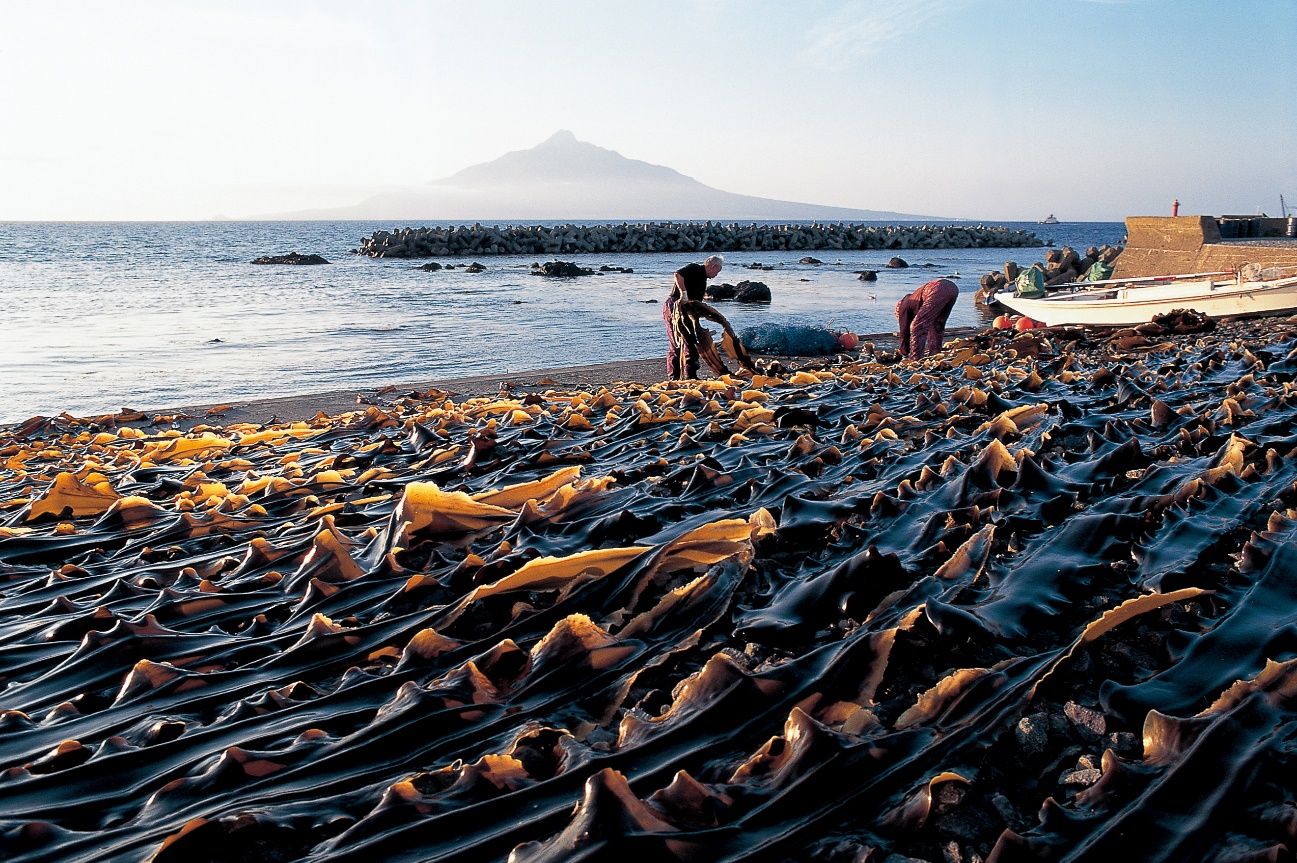 礼文島で取れた利尻昆布を干している様子。礼文島の主要産業の一つは漁業。島内に漁業従事者も多く夏に昆布を干している風景も礼文島の風物詩の一つです。ホッケや利尻コンブ、ウニなどの海産物の水揚げがあります。