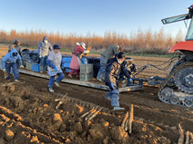 秋の収穫作業風景。