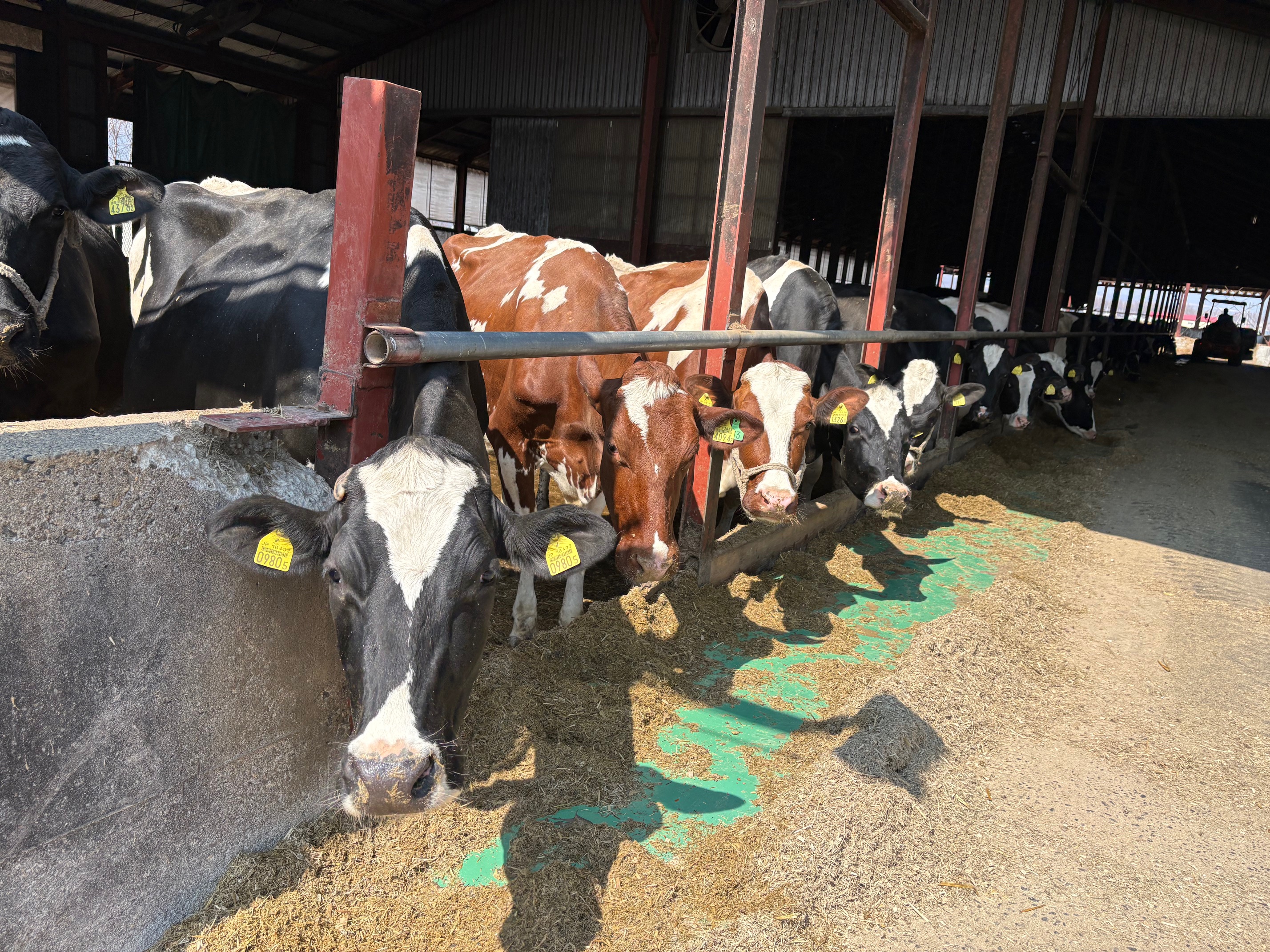 一頭一頭に愛情を注ぐ飼育管理が評価され、ブランド牛乳の指定牧場に。将来的には自社の乳製品づくりも計画しています。