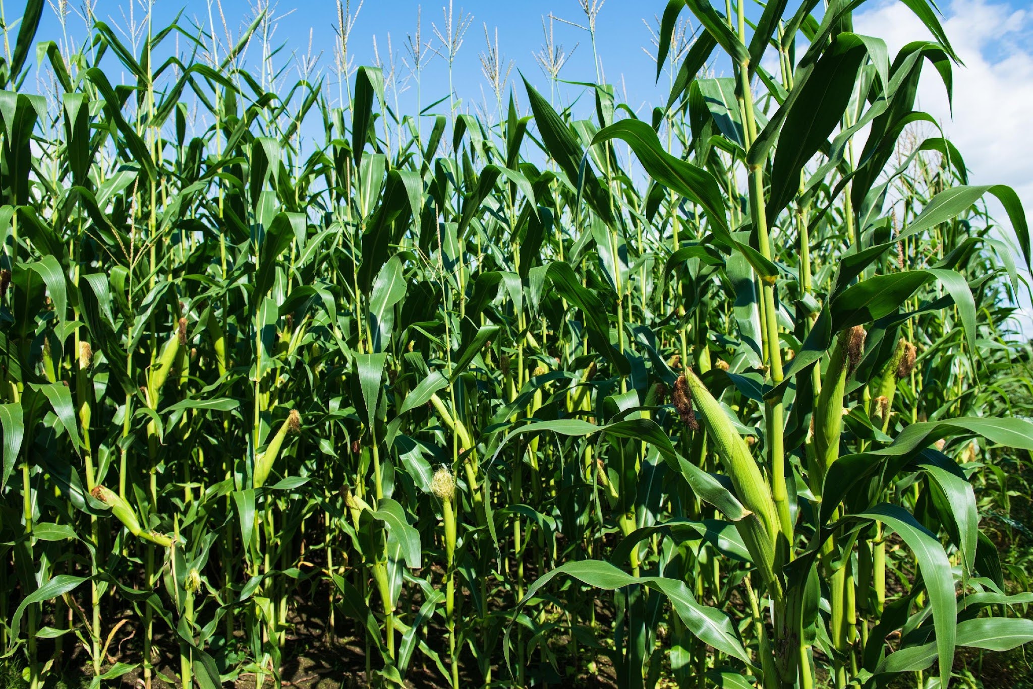 この仕事は、北海道最大の出荷乳量を誇るノベルズグループの酪農ギガファームにとって、まさに縁の下の力持ち。良質な自給飼料の安定供給は、酪農経営と牛たちの健康、良質な生乳生産、子牛生産を支えています。