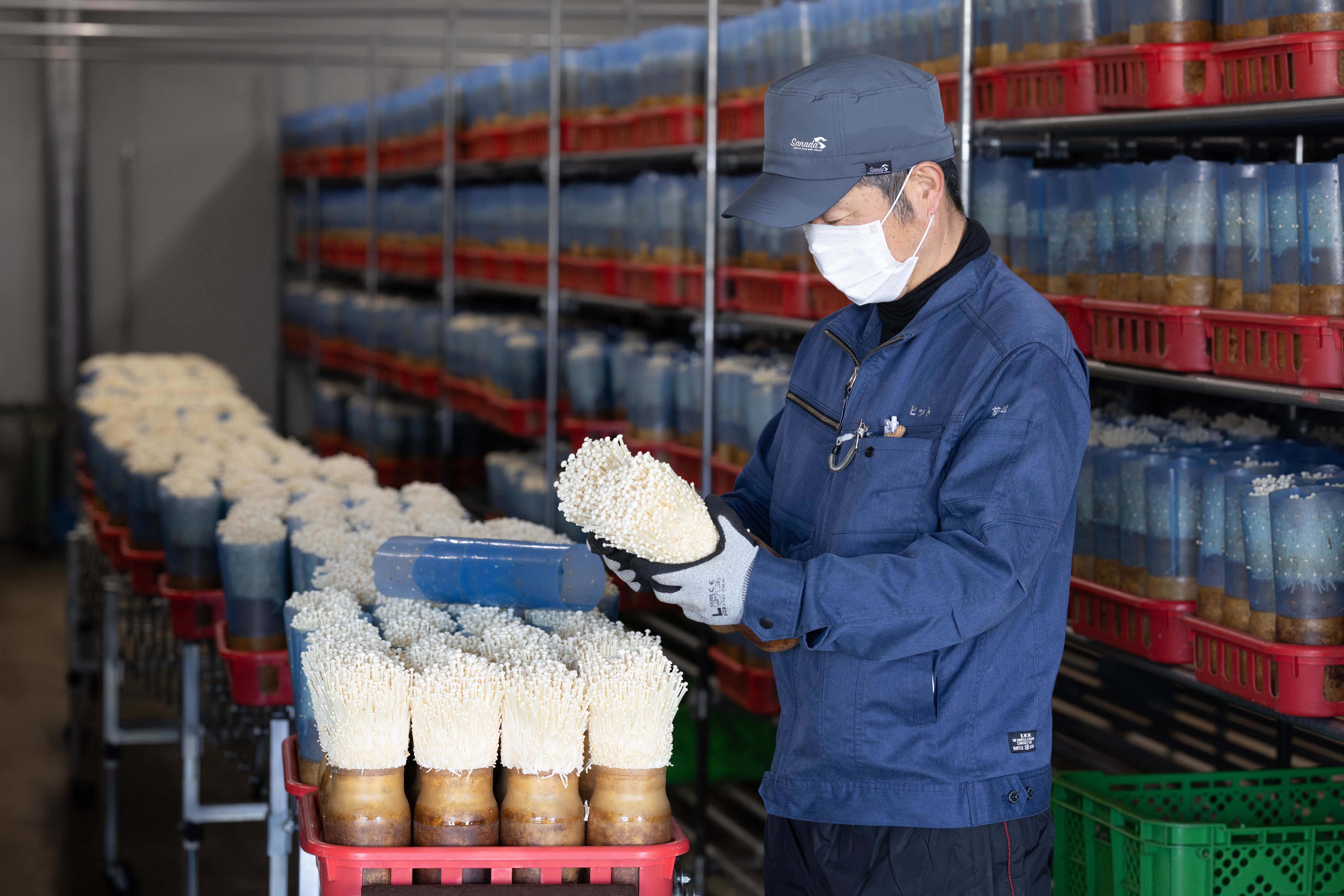 瓶詰めが終わったら、湿度・温度が管理された倉庫できのこを保管し、生育します。基本的に生産行程は倉庫の中での作業になりますので、天候に左右されることはありません。