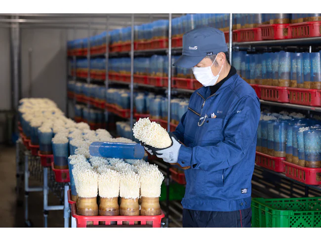 瓶詰めが終わったら、湿度・温度が管理された倉庫できのこを保管し、生育します。基本的に生産行程は倉庫の中での作業になりますので、天候に左右されることはありません。