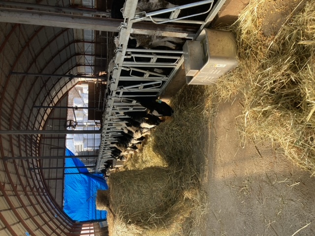 ドンドン成長していく牛の姿を見ると、やりがいも感じます。