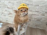 株式会社 ほくと