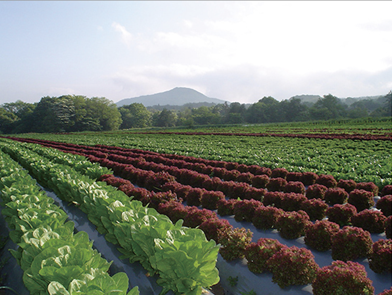 現在、美幌峠牧場で使用する飼料は99％を国内で賄っています。海外情勢や円高により輸入飼料の量の確保、価格ともに不安定な昨今では、海外の輸入に依存しないことは一つの大きな強みになっています。