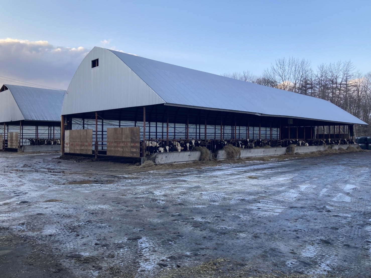 最初は牛に慣れるのが大変かもしれませんが、徐々に慣れていって頂いても構いません。