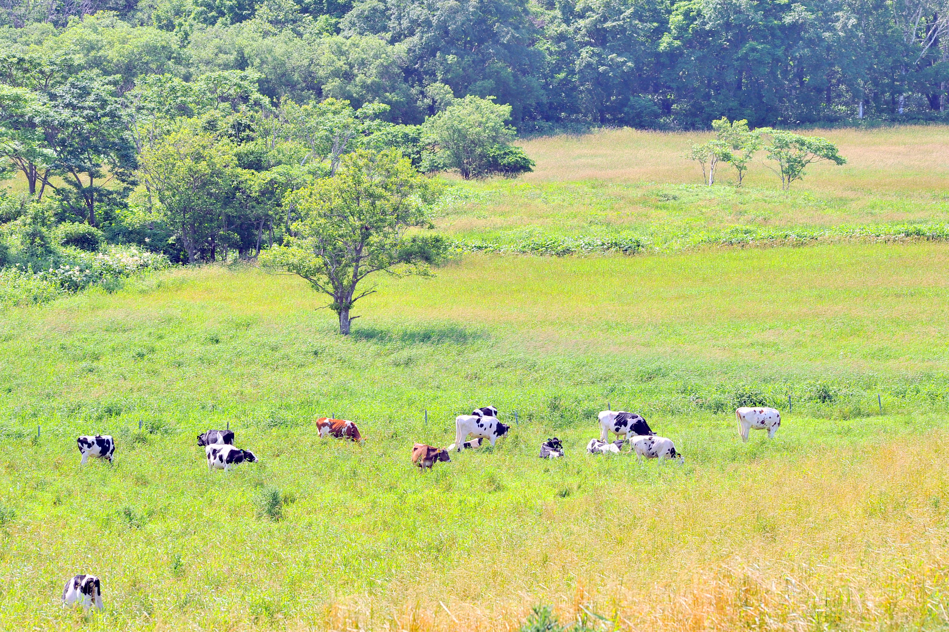 広大な緑の牧草地で、のびのびと放牧される牛たち。豊かな自然の中で、健康的に育つ牛たちののどかな風景が広がっています。