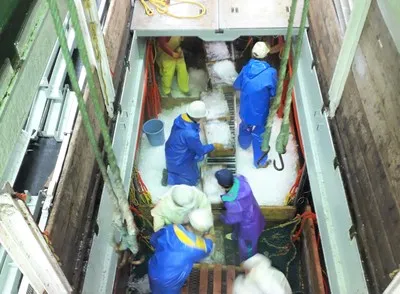箱詰めしたイカの鮮度を保つため、氷をかけています。足元の白く見える部分は雪ではなく、すべて氷です。