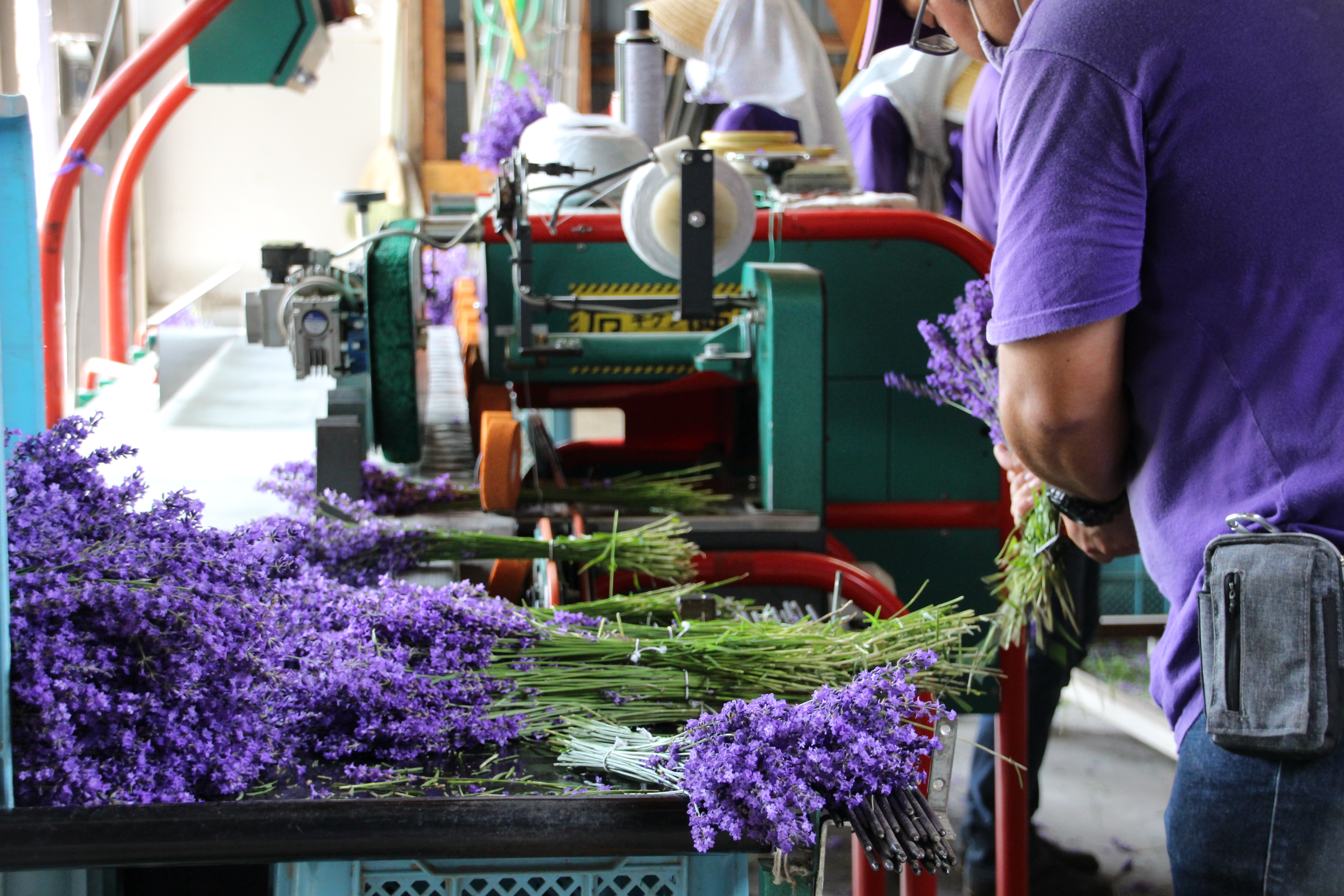 機械でラベンダーを束にしている様子です。甘い香りに包まれます。