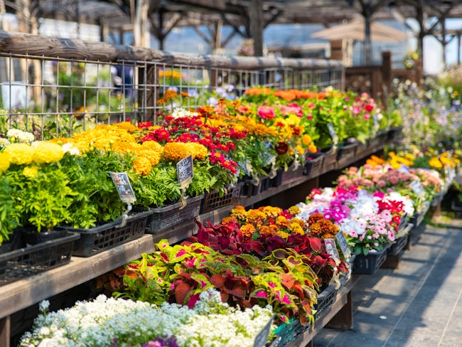 園芸部ではマンションや駅、個人宅での花植えとその管理がメイン業務になります。いかにキレイな状態を長く保てるかが重要になります。
