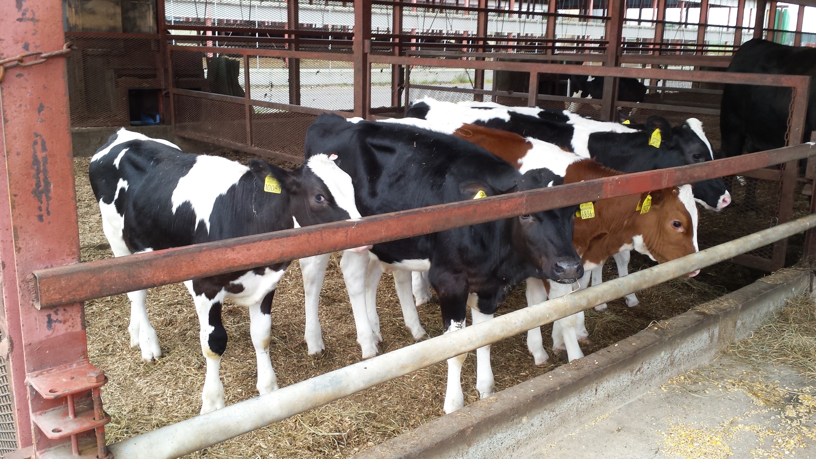 エサが食べやすいように、よせてあげたりします。