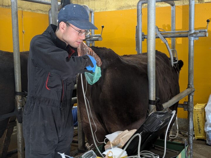 「採卵部門」は和牛生産の起点となるお仕事。グループで飼養する繁殖牛へ移植するため、選抜された優秀なドナー牛の卵巣から未受精卵を採取し、研究所と連携して和牛受精卵を沢山つくります。