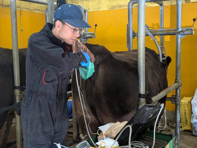 「採卵部門」は和牛生産の起点となるお仕事。グループで飼養する繁殖牛へ移植するため、選抜された優秀なドナー牛の卵巣から未受精卵を採取し、研究所と連携して和牛受精卵を沢山つくります。