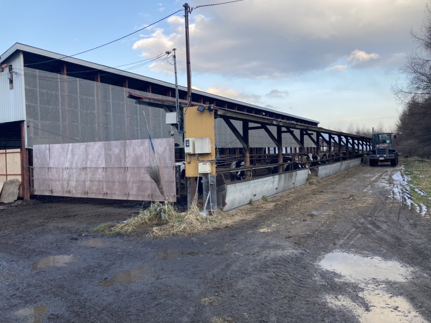 エサやり、清掃、寝床作り。牛の世話の基本的な業務を行っていきます。初めて牧場で働くにはピッタリのお仕事です。