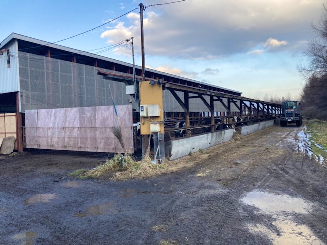 エサやり、清掃、寝床作り。牛の世話の基本的な業務を行っていきます。初めて牧場で働くにはピッタリのお仕事です。